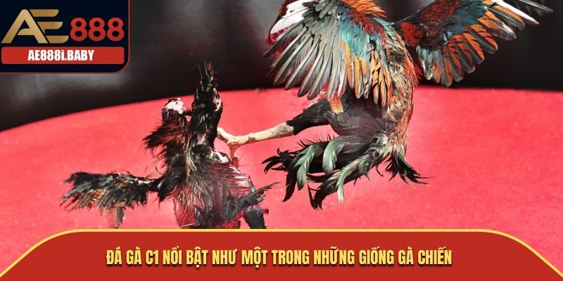 Đá Gà C1: Tìm Hiểu Về Giống Gà Nổi Tiếng Trong Thế Giới Chọi Gà 1 Đá gà C1 nổi bật như một trong những giống gà chiến