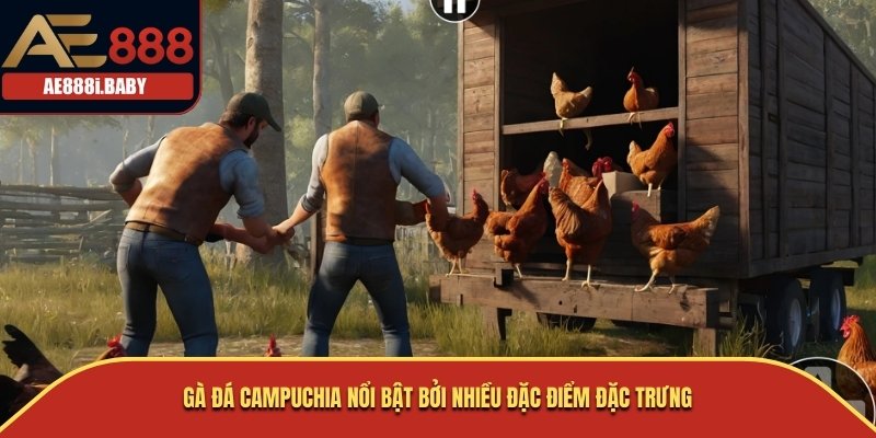 Đá Gà Campuchia - Nghệ Thuật Văn Hóa Cùng Nhà Cái AE888 2 Gà đá Campuchia nổi bật bởi nhiều đặc điểm đặc trưng