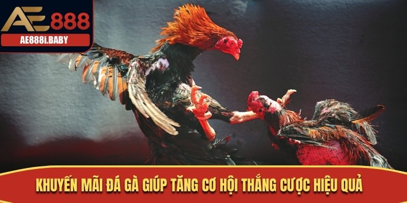 Khuyến Mãi Đá Gà Hot Nhất Không Thể Bỏ Qua Tại AE888 1 Khuyến mãi đá gà giúp tăng cơ hội thắng cược hiệu quả