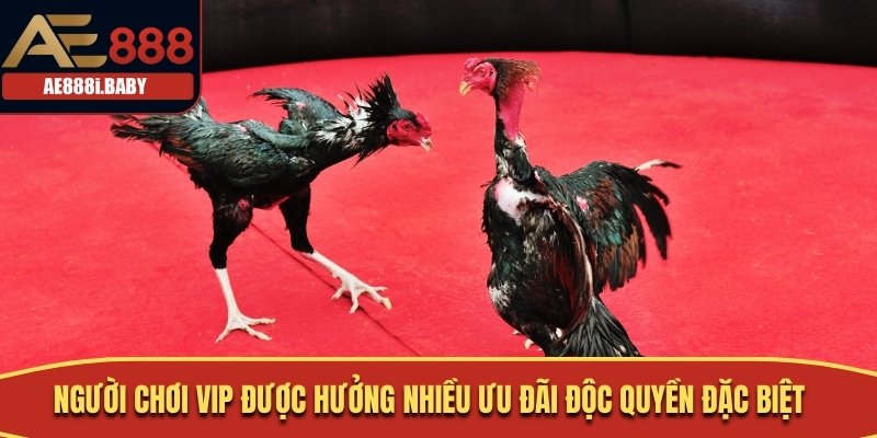 Khuyến Mãi Đá Gà Hot Nhất Không Thể Bỏ Qua Tại AE888 2 Người chơi VIP được hưởng nhiều ưu đãi độc quyền đặc biệt